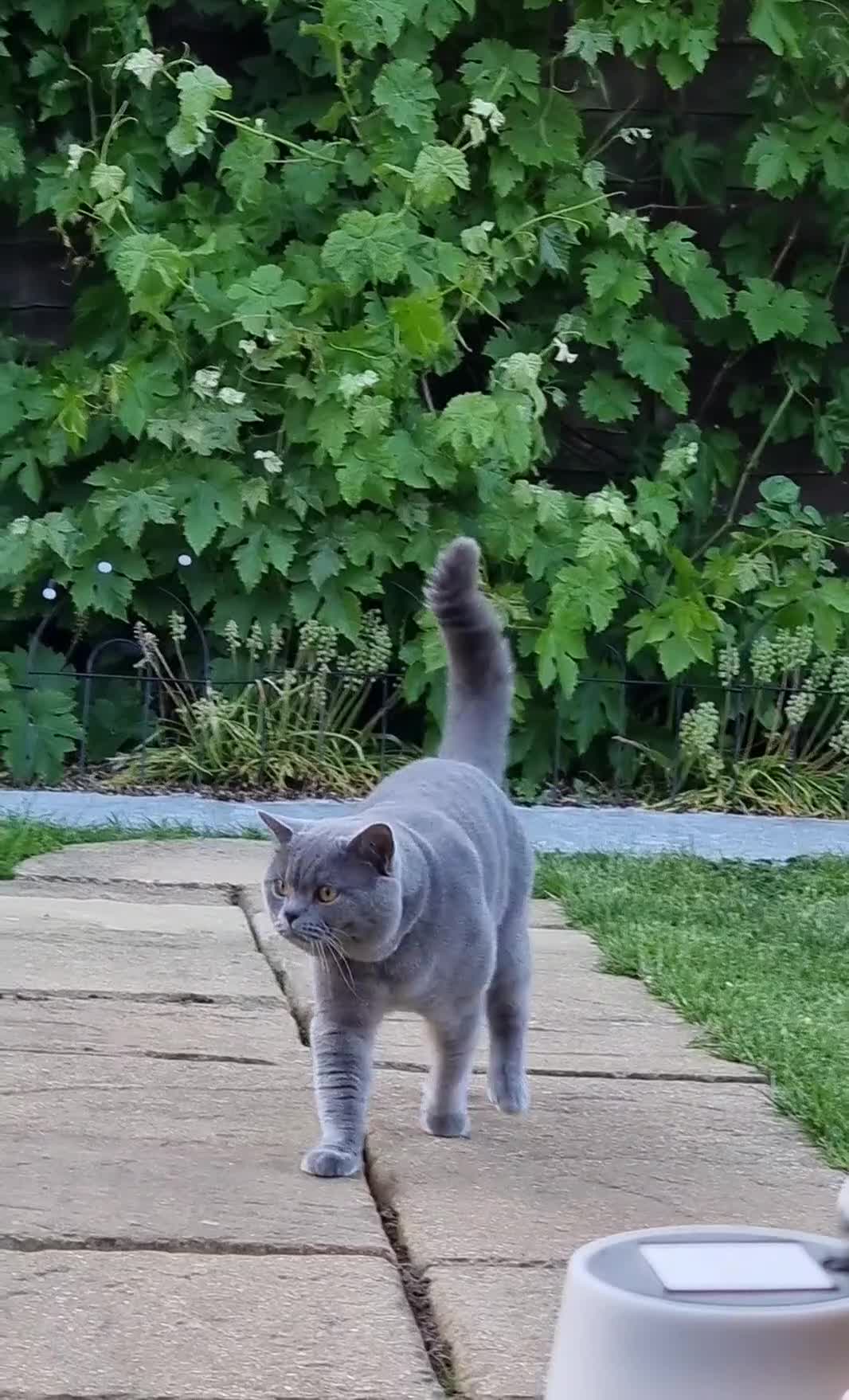 British Shorthair cats for stud: British Shorthair cat for stud  - Video 1