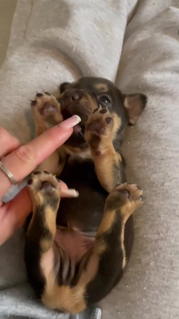 French Bulldog dogs for sale:  ** French Bulldogs in Chocolate & Tan and Rojo - Video 1