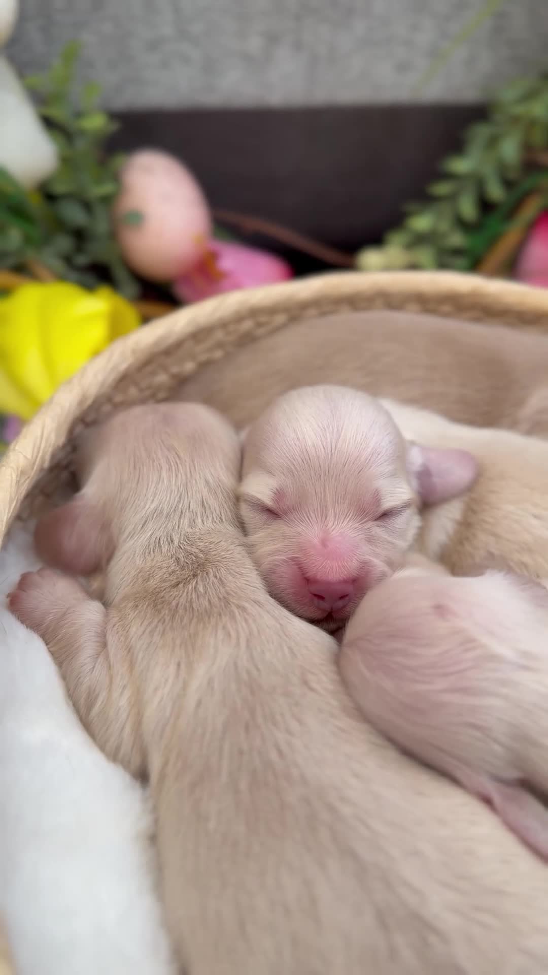 Miniature Dachshund dogs for sale: KC Cream Longhair Miniature Dachshund Puppies - Video 1
