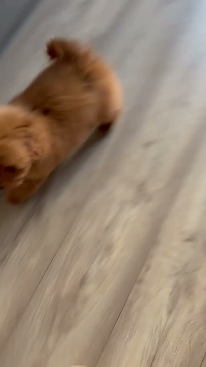 Toy Poodle dogs for sale: kc deep red toy poodle girl - Video 1