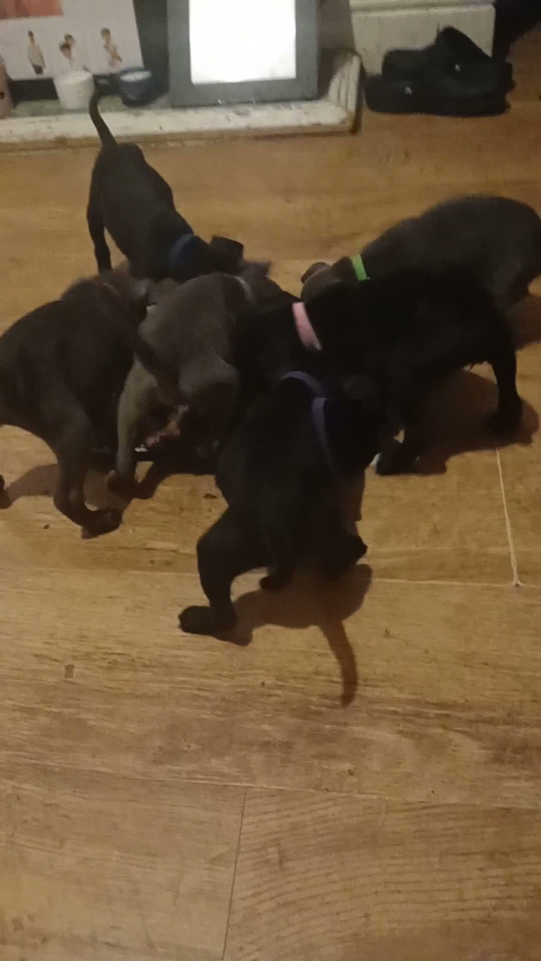Mixed Breed dogs for sale: Staffy cross patterdale puppies  in Bishop Auckland - Video 1