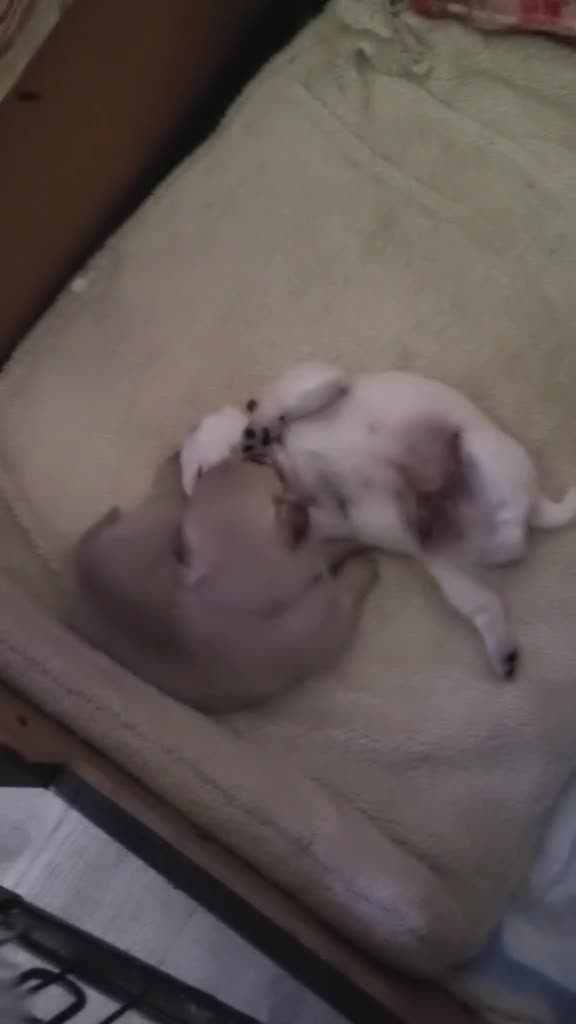 Pug dogs for sale: Pug puppies  - Video 1