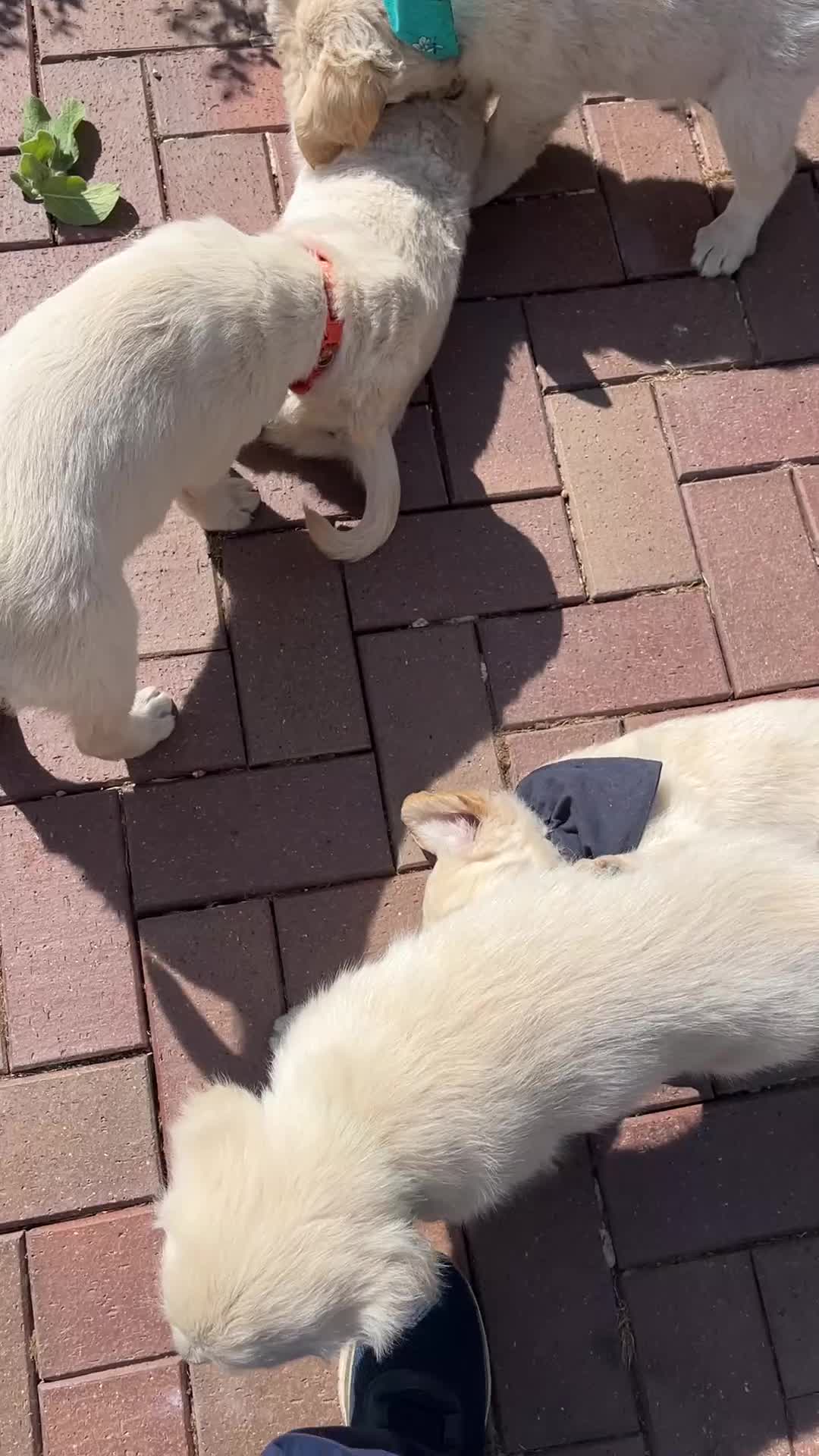 Golden Retriever dogs for sale: Thieves! They will steal your ❤️ in Leominster - Video 2