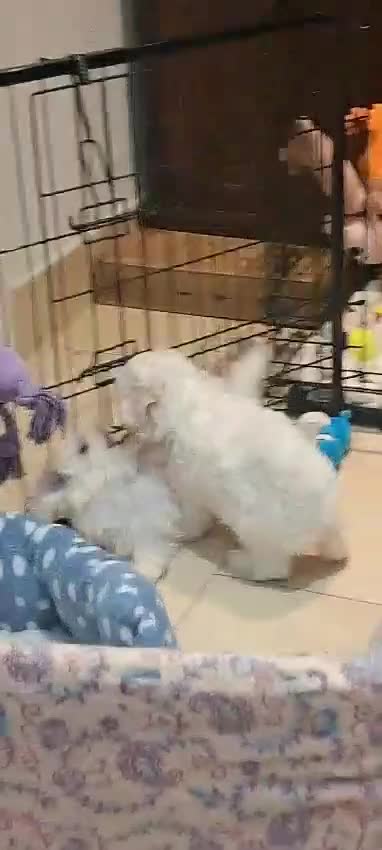Maltese dogs for sale: Mini Maltese Puppys - Video 2