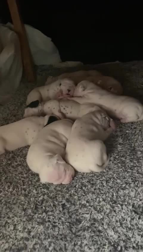 Dalmatian dogs for sale: Beautiful Dalmatian Puppies - Video 3