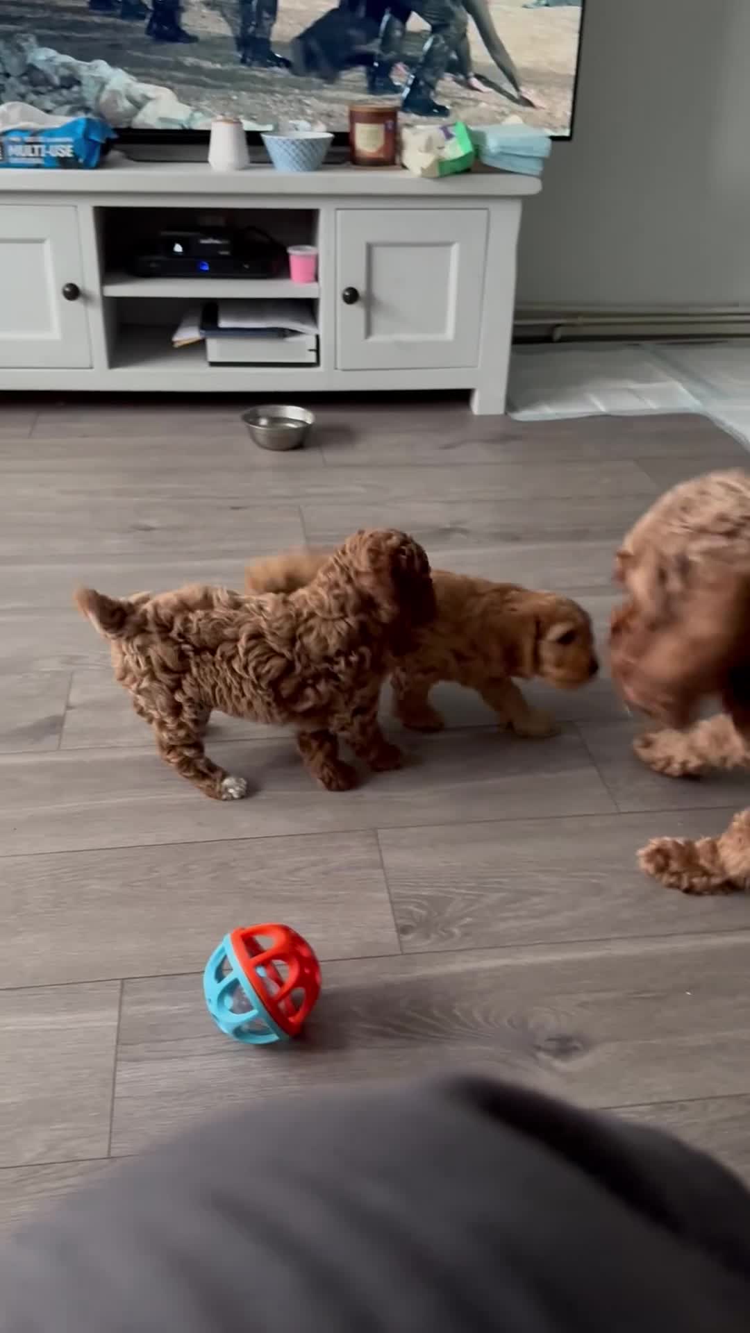 Cockapoo dogs for sale: Red Cockapoo girls Fb2 ready 12/1/26 - Video 3