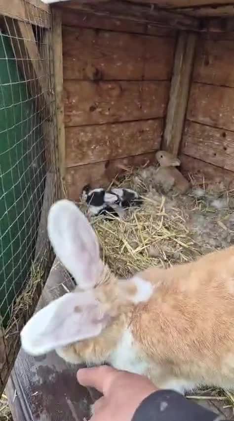 Continental Giant rabbits for sale: Rabbit in Skelmersdale - Video 2