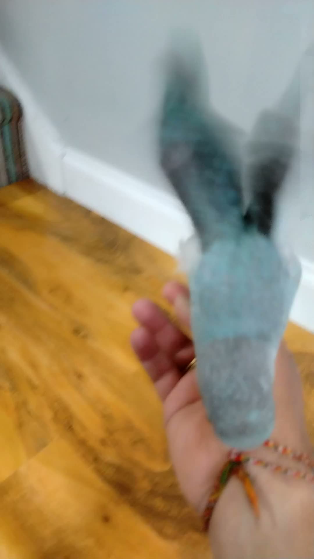 Parrots birds for sale: Indian ring neck parrot  in London - Video 2