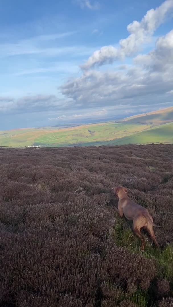 Hungarian Vizsla dogs for stud: Proven Working Hungarian Vizsla. Gamekeeper bred in Barnard Castle - Video 1