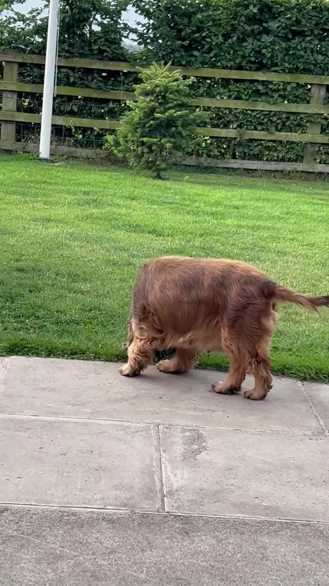 Cocker Spaniel dogs for sale: Show Type 🐾Health Tested 🐾Champion KC lines - Video 2
