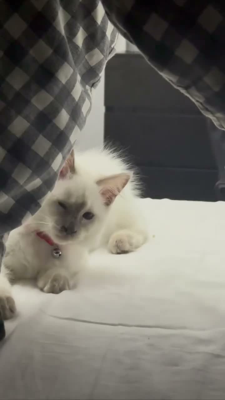 Ragdoll cats for sale: Pure Ragdoll Kitten - Video 1