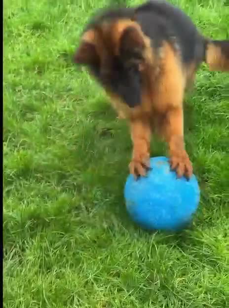 German Shepherd dogs for sale: Beautiful female German shepherd for sale - Video 2