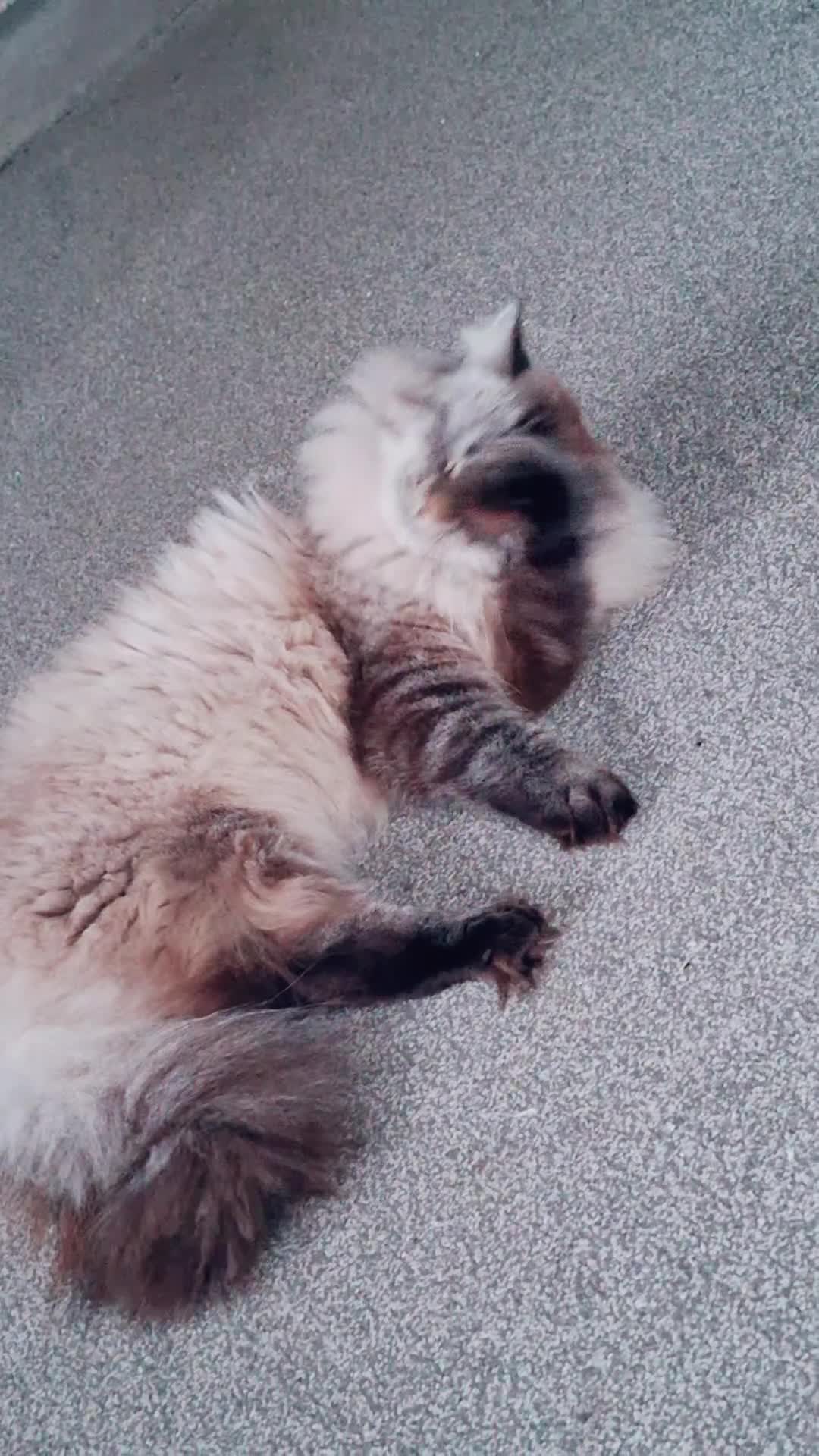Ragdoll cats for sale: Male ragdoll in London - Video 1