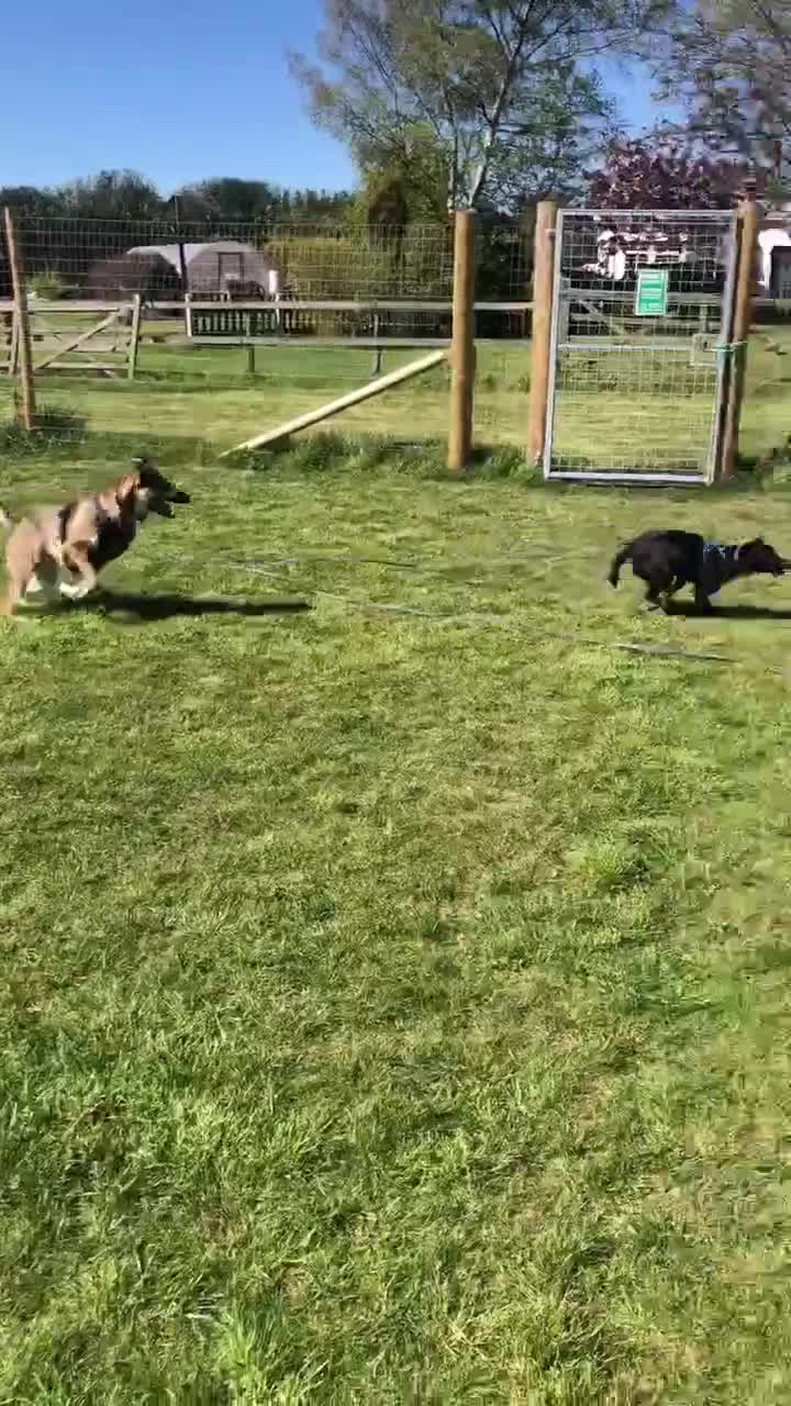 Mixed Breed dogs for adoption: Sadie – 9 months old, Mixed Breed Girl Pup in Stoke-on-Trent - Video 4