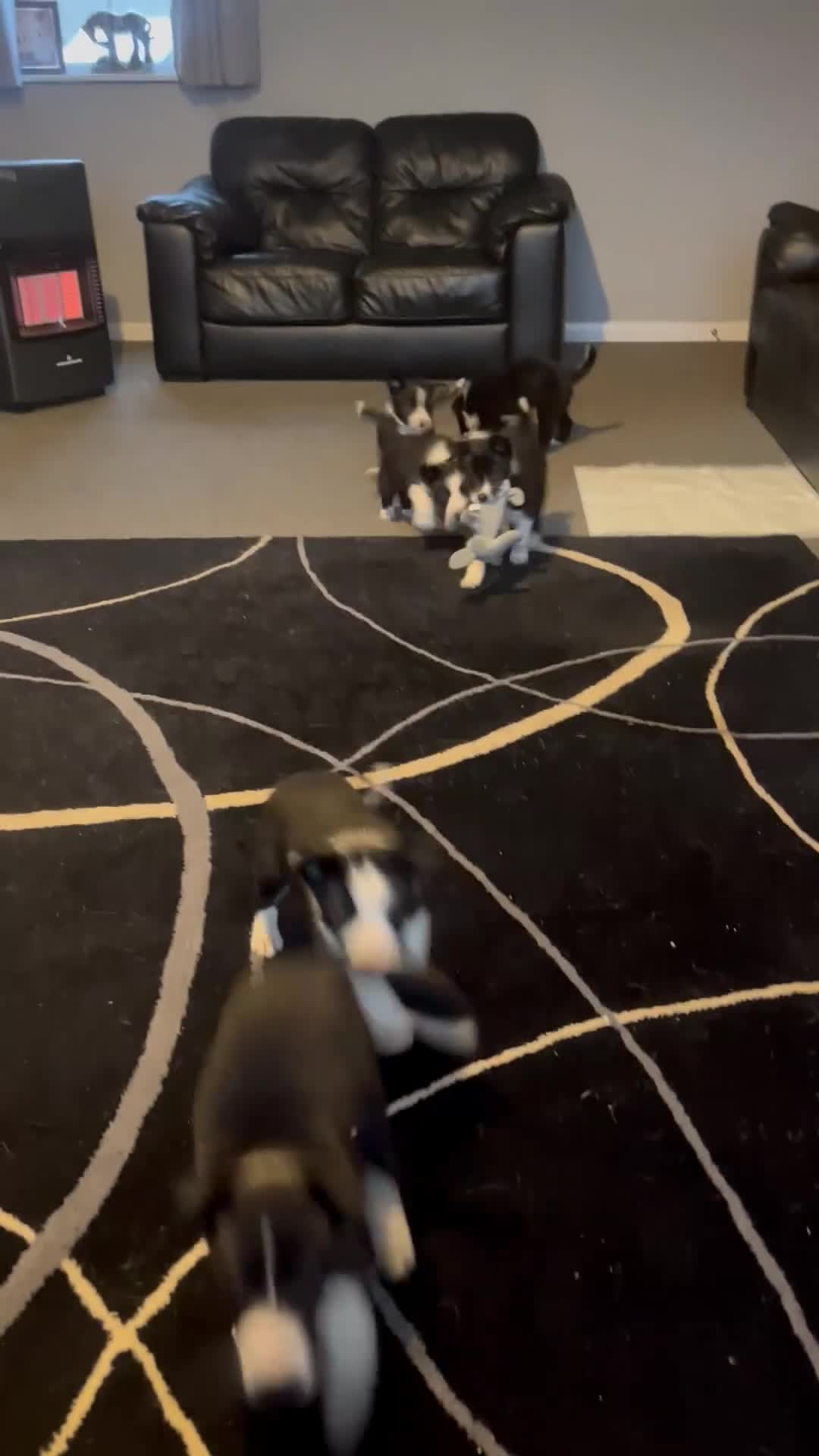 Border Collie dogs for sale: Lovely litter of 6 border collie puppies - Video 1