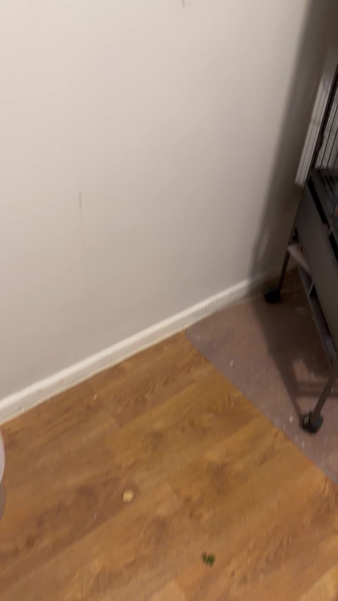 Cockatiels birds for sale: Bonded pair cockatiels - Video 1
