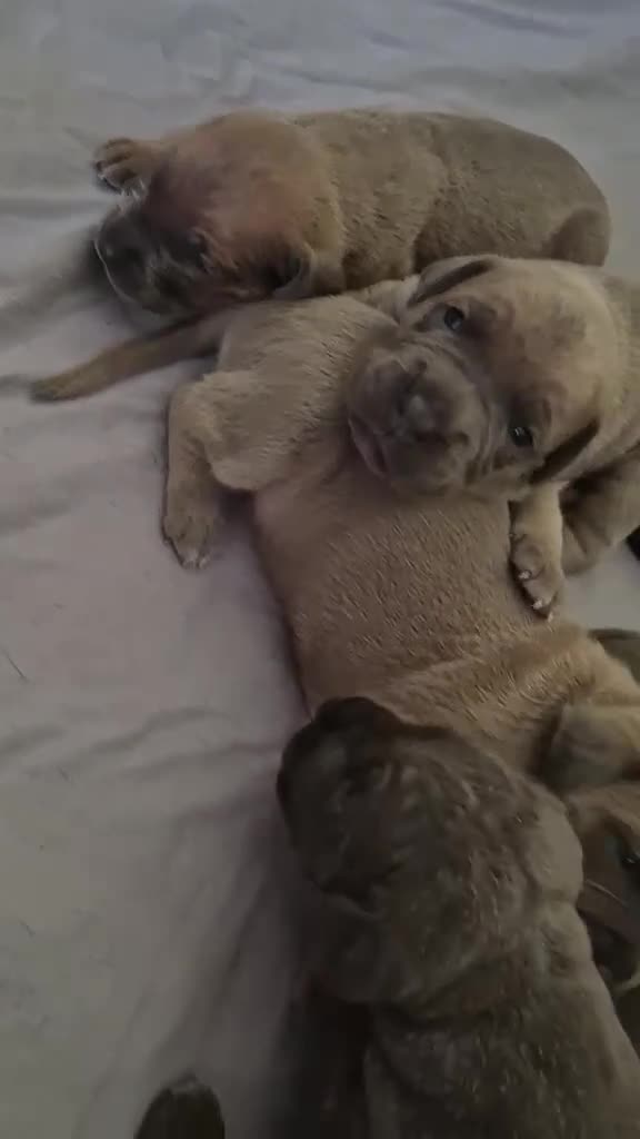 Cane Corso dogs for sale: Cane Corso Puppies for sale  - Video 4