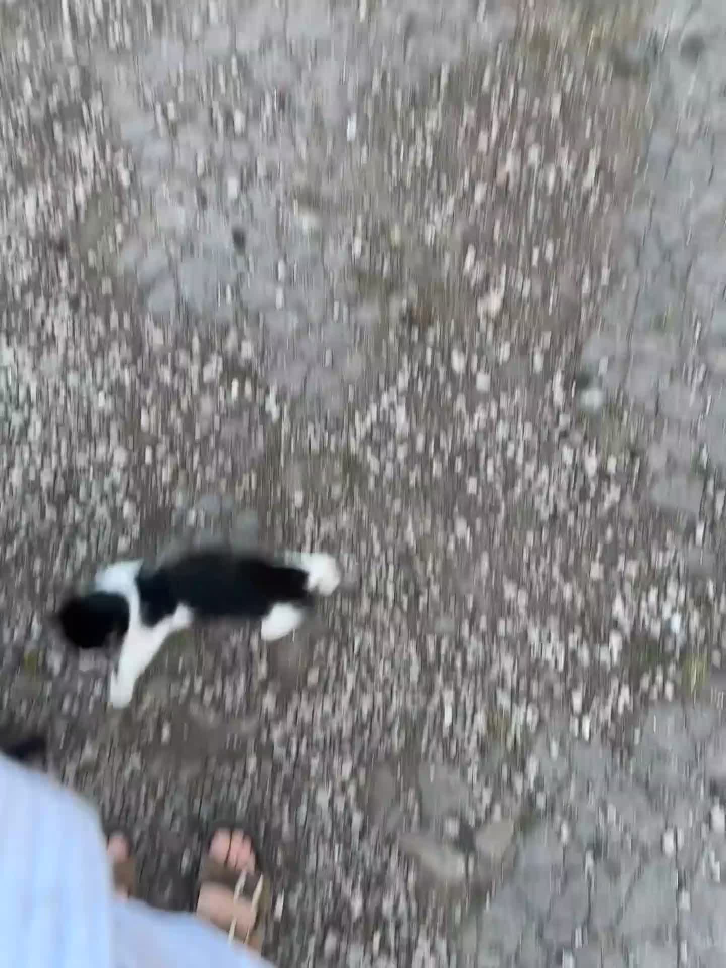 Mixed Breed cats for sale: 4 month old kittens in Sheffield - Video 1