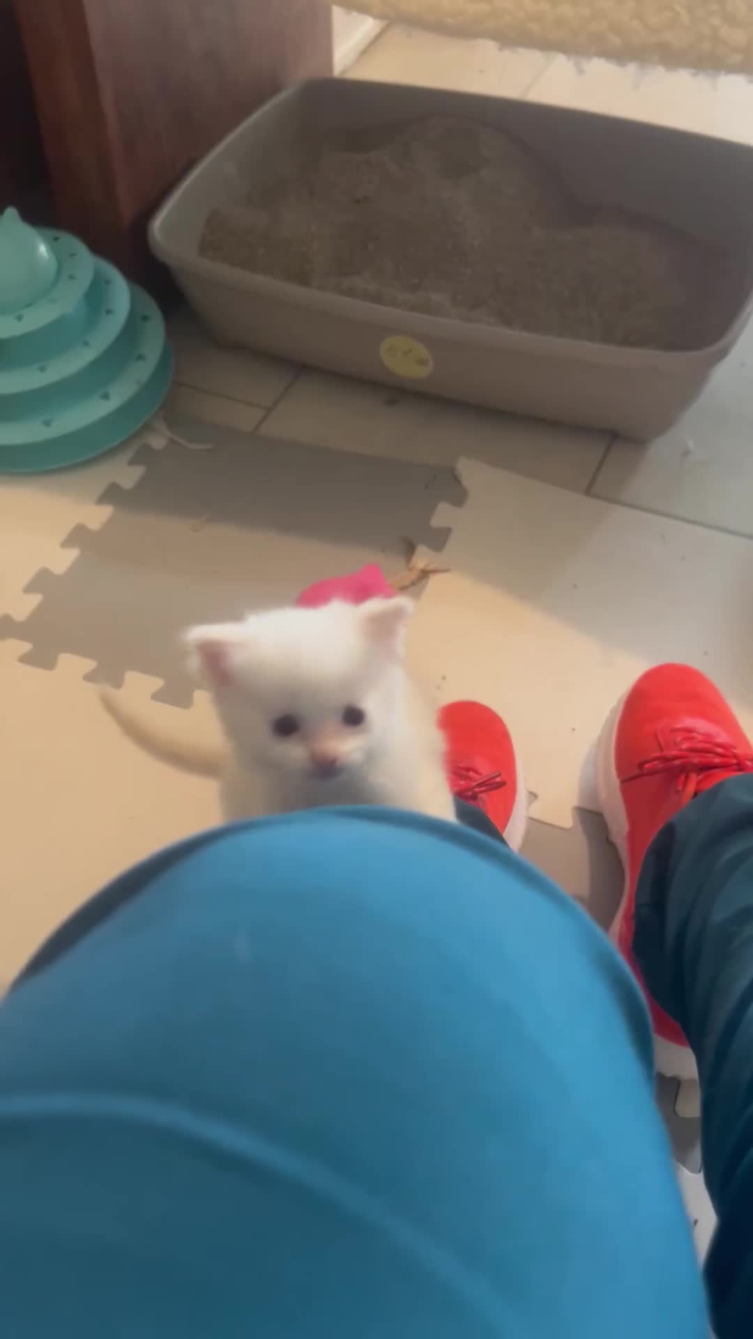 Ragdoll cats for sale: Rare champion lilac/flame/tortie Ragdoll kittens in Hook - Video 1