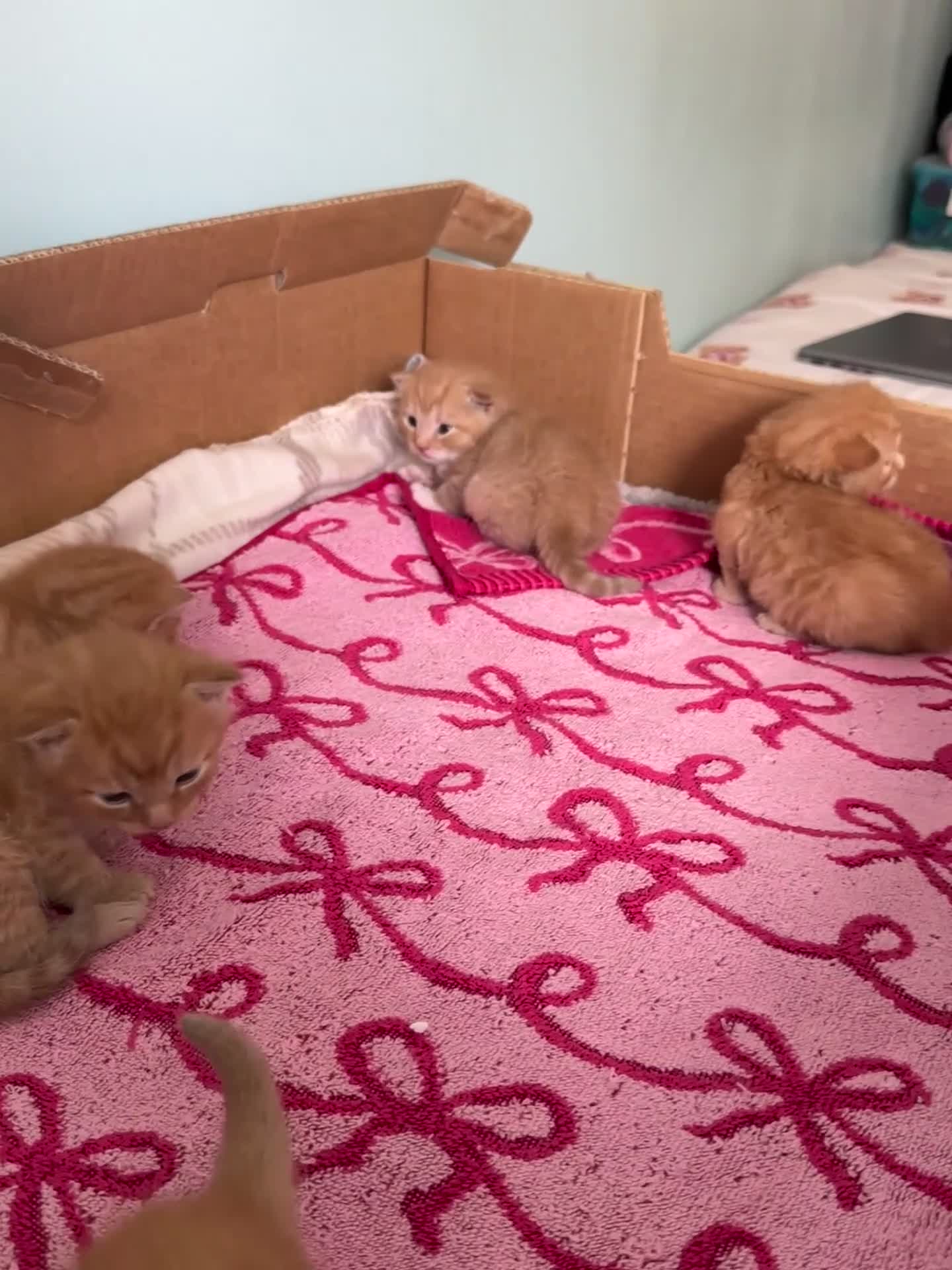Domestic Shorthair cats for sale: 6 ginger kittens for sale - Video 3