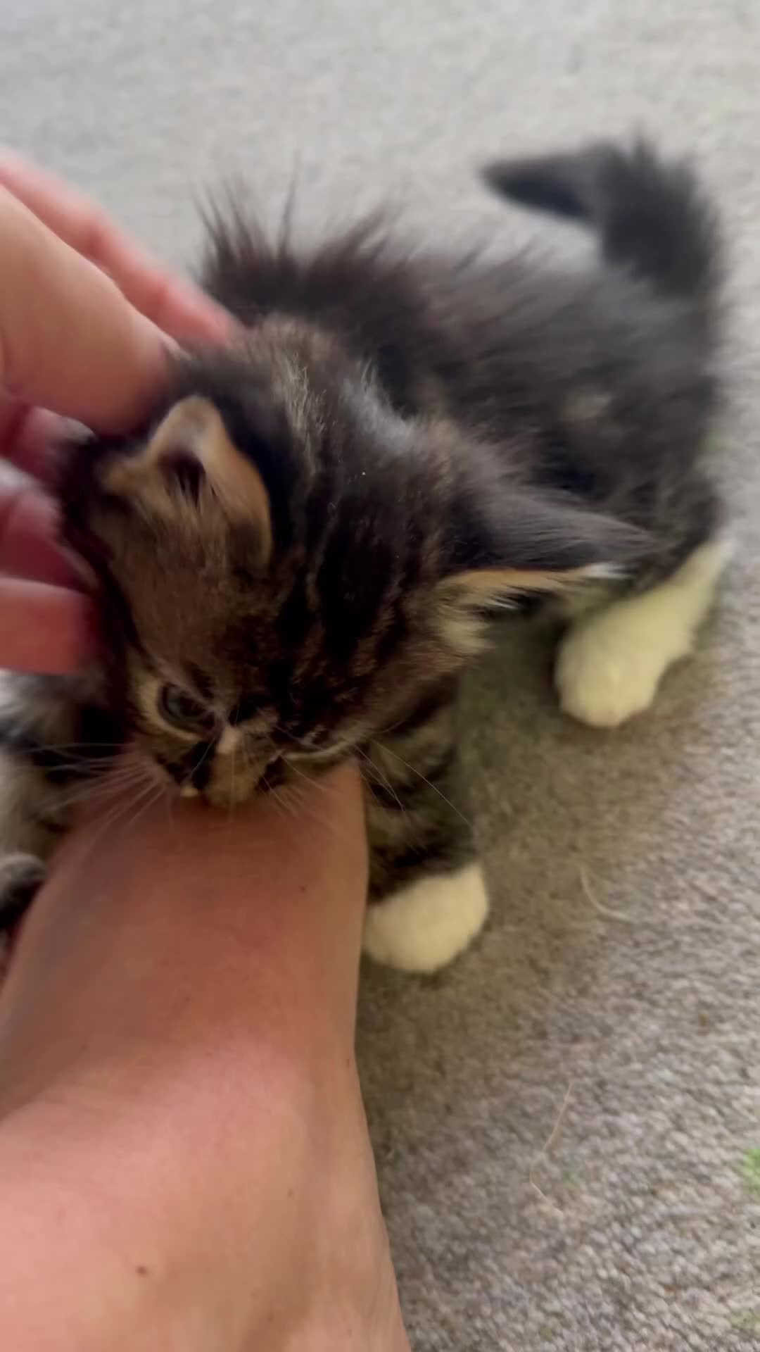 Mixed Breed cats for sale: Mixed Maine Coon Kittens in Richmond - Video 1