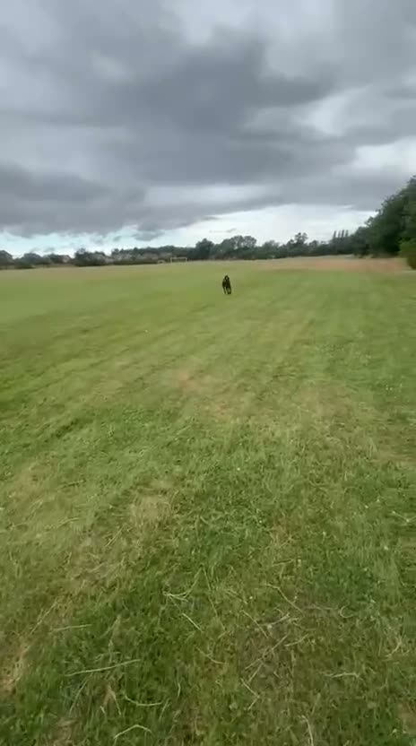 Mixed Breed dogs for sale: Dutch herder - Video 1