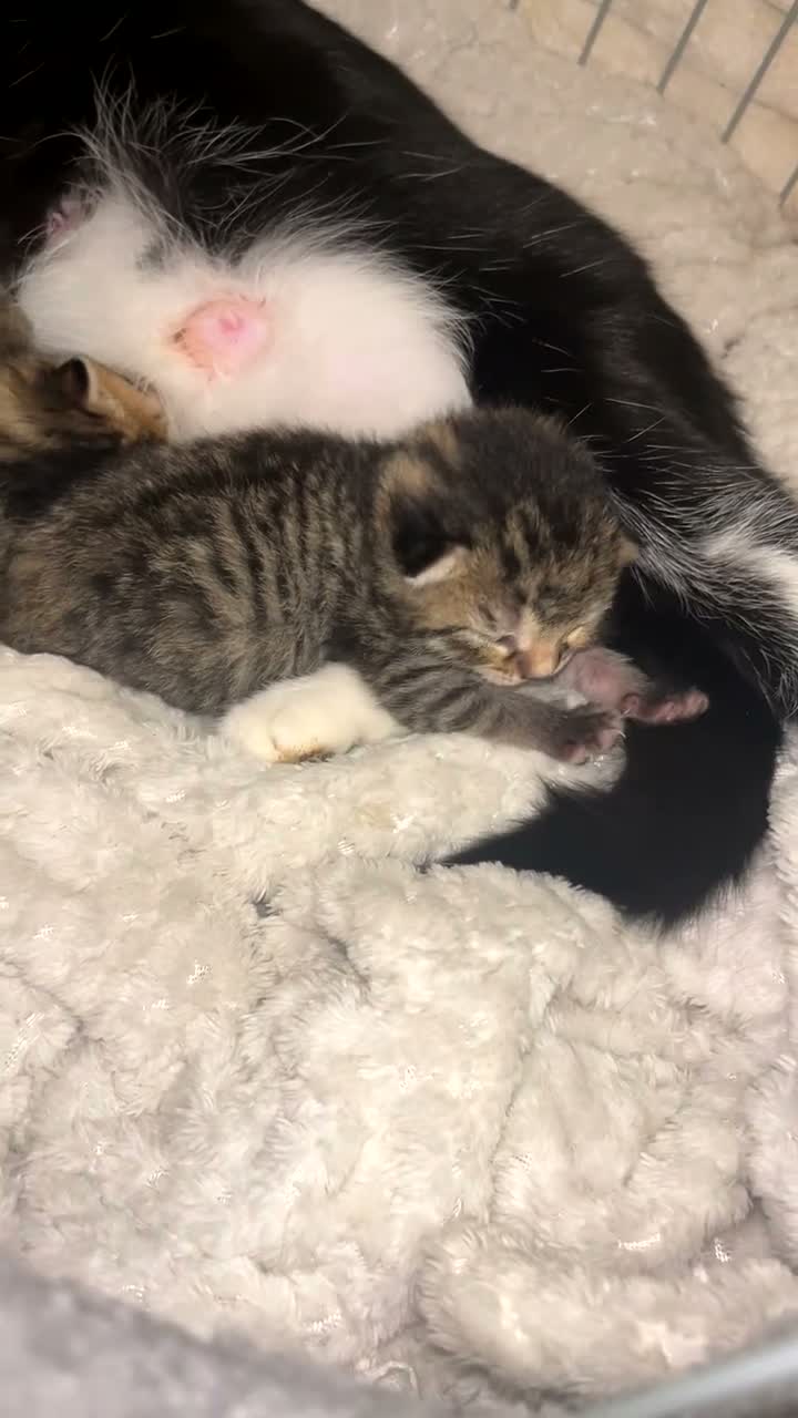 Mixed Breed cats for sale: 4 tabby kittens  in Leeds - Video 3