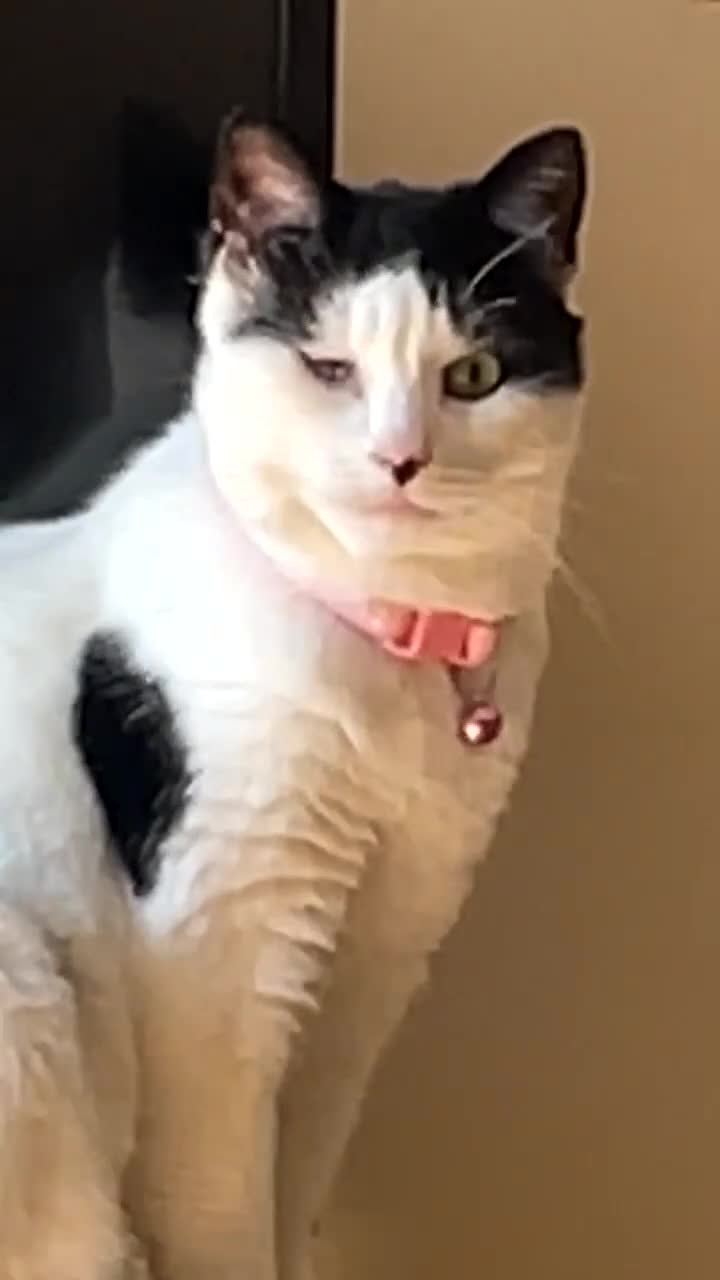 Mixed Breed cats for sale: My little lady  - Video 1