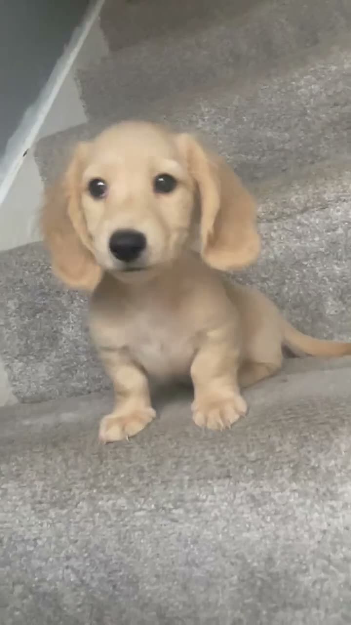 Miniature Dachshund dogs for sale: REDUCED READY NOW Longhair cream mini dachshund - Video 3