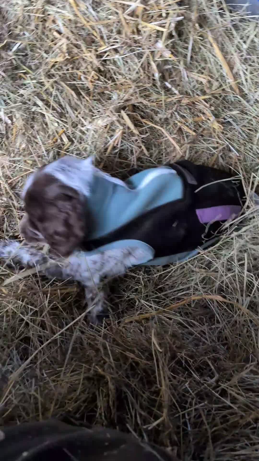 Sprocker dogs for sale: Female sprocker pup  - Video 1