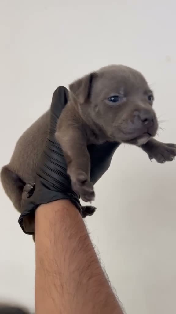 Staffordshire Bull Terrier dogs for sale: Amazing Champion Bred Blue and Black staffys   - Video 4