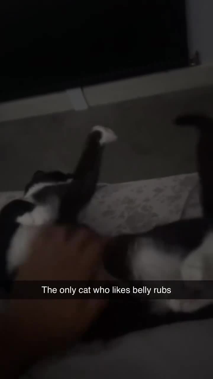 Mixed Breed cats for sale: Mixed breed cat  - Video 1