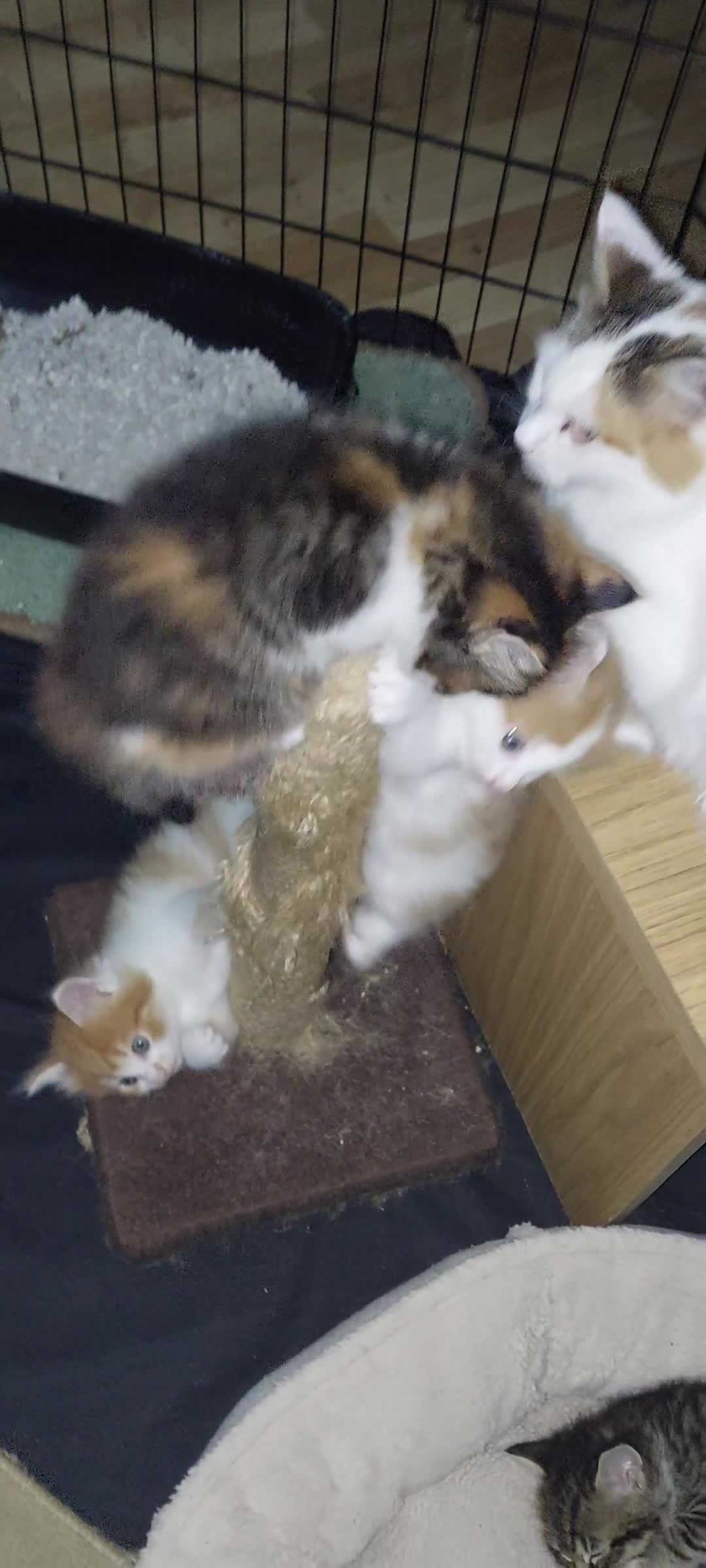 Mixed Breed cats for sale: 3 fluffy kittens - Video 2