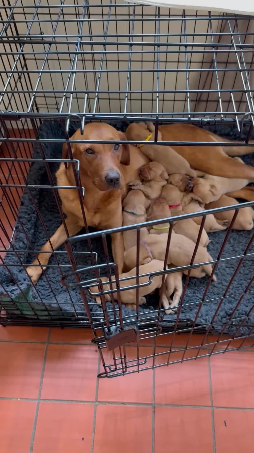 Labrador Retriever dogs for sale: Beautiful Fox Red Labrador puppies in Market Rasen - Video 1