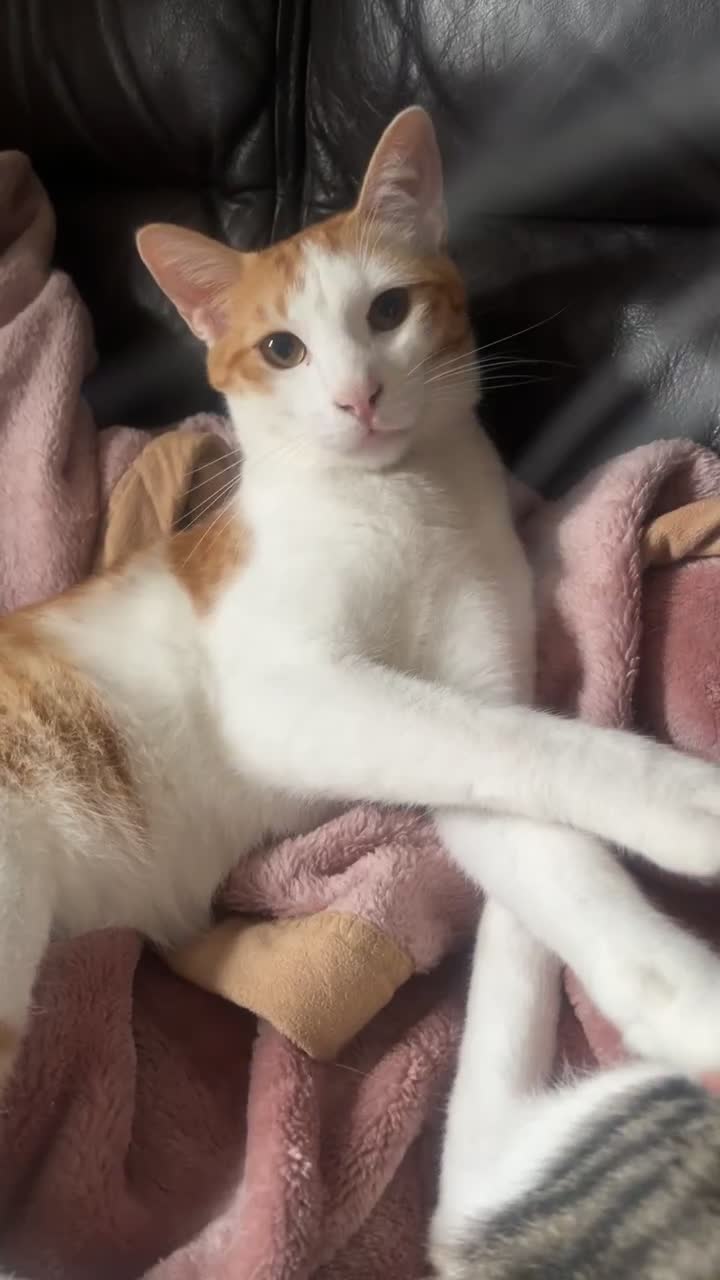Arabian Mau cats for adoption: Winnie in Braintree - Video 4
