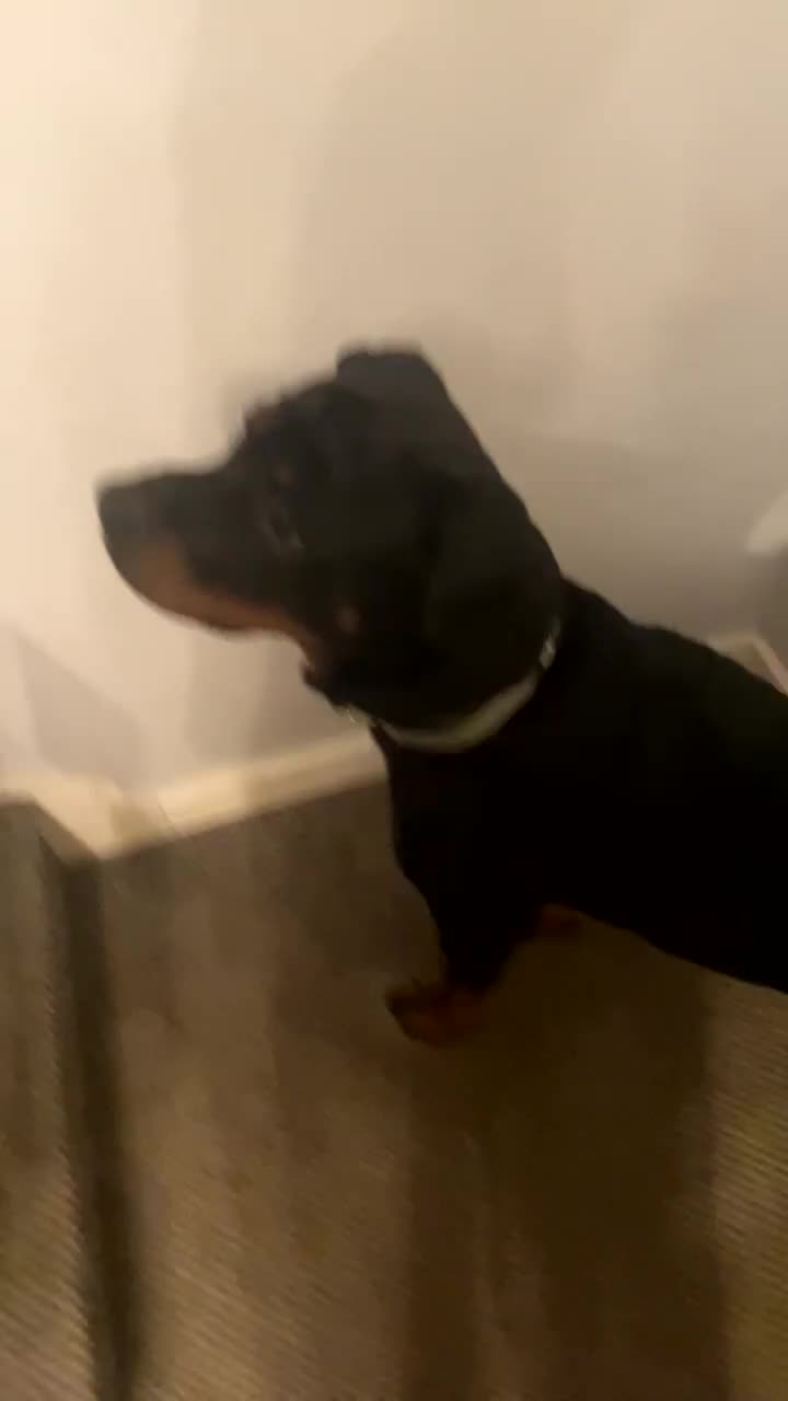 Rottweiler dogs for sale: Rottweiler  - Video 1
