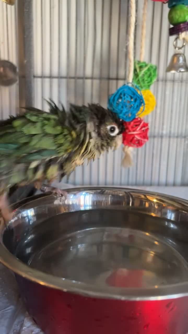 Conures birds for sale: Conure turquoise  - Video 1