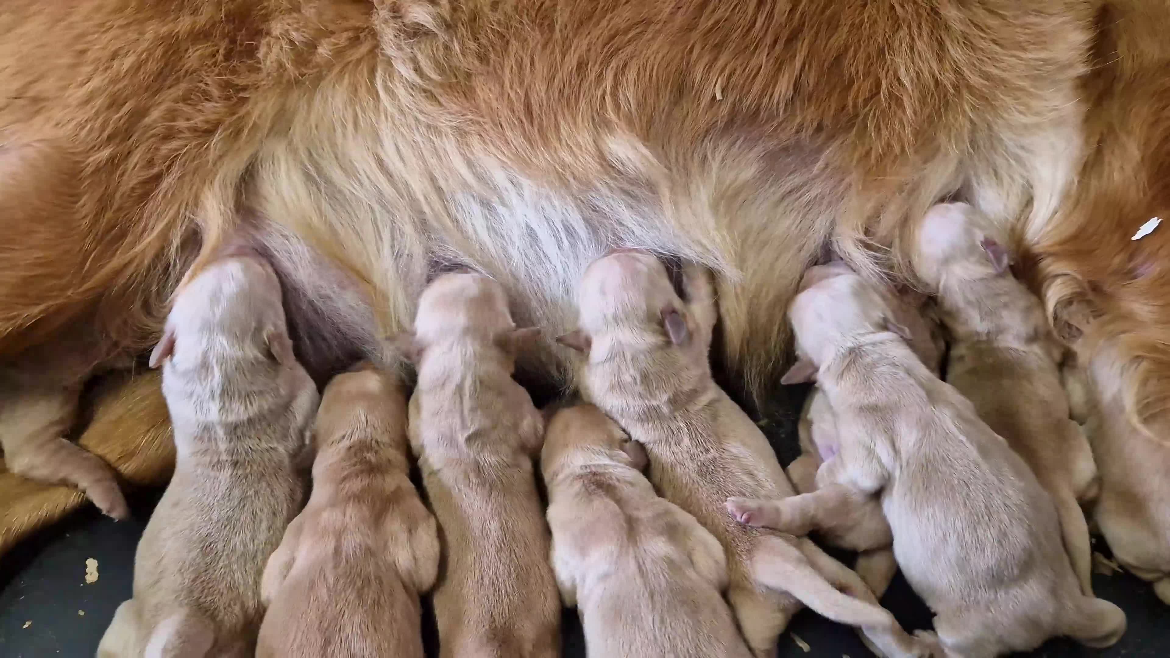 Golden Retriever dogs for sale: EXTENSIVELY HEALTH TESTED PARANTS COI  0.4% - Video 1