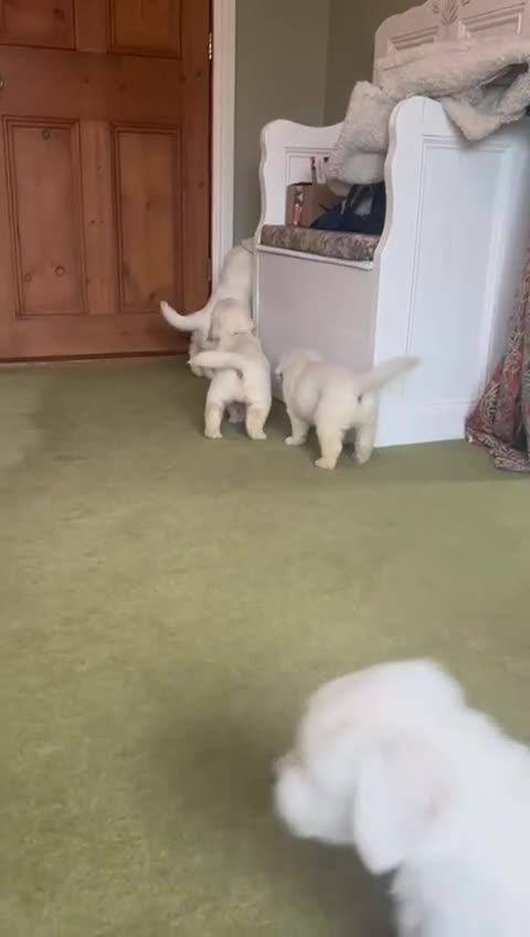 Golden Retriever dogs for sale: Chunky, cream pups - Video 2