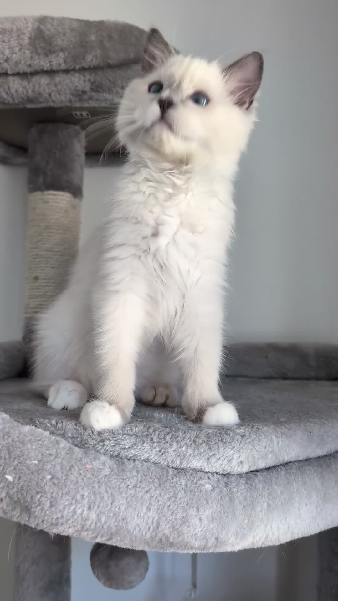 Ragdoll cats for sale: Champion EU pedigree TICA Ragdoll kitten  - Video 2