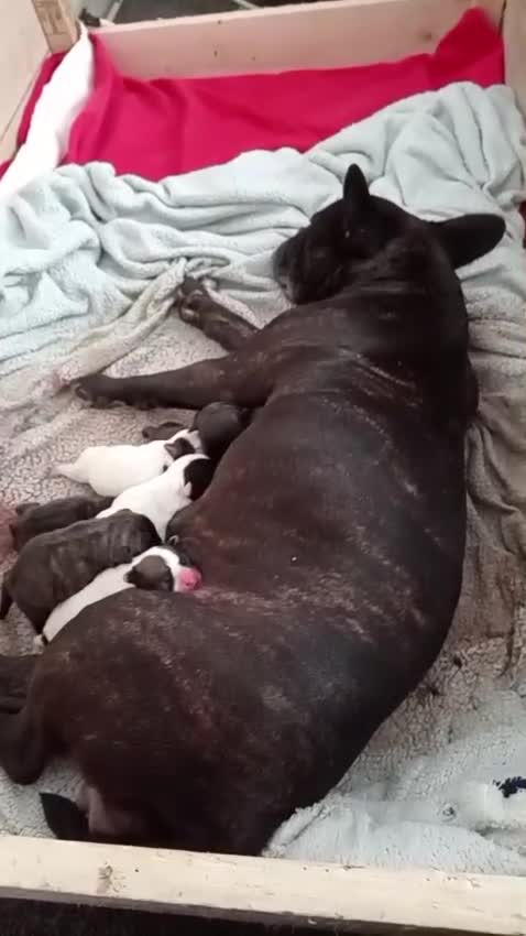Mixed Breed dogs for sale: Oldtyme x French bulldogs - Video 1