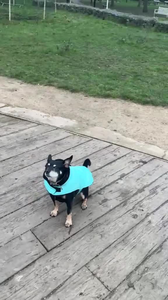 Mixed Breed dogs for adoption: 💙🐶 FLASH – A LOYAL LITTLE SHADOW NEEDS NEW HOME in London - Video 1