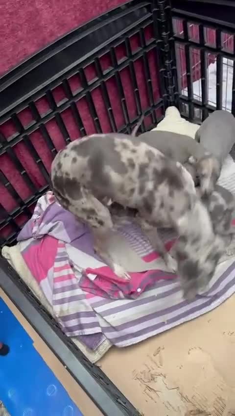 Italian Greyhound dogs for sale: Iggys pup - Video 1