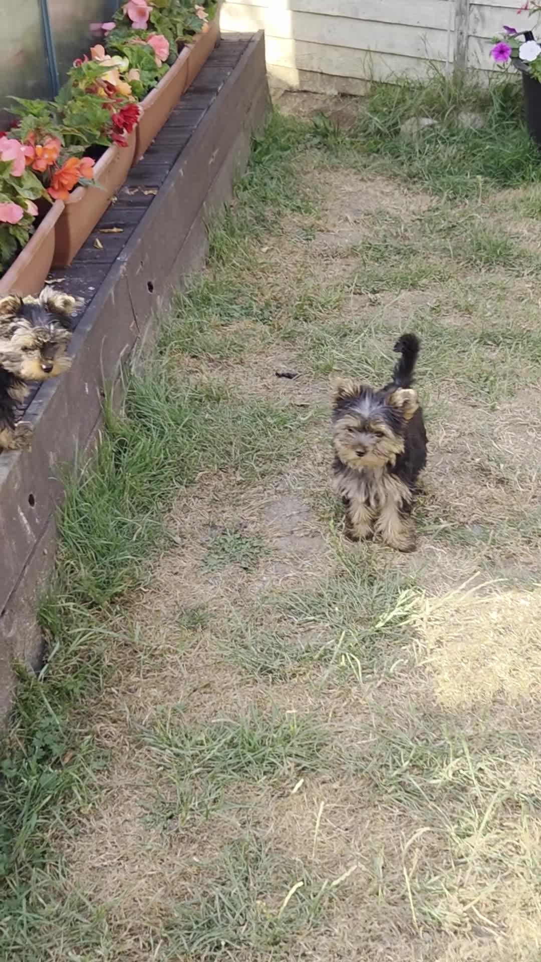 Yorkshire Terrier dogs for sale: Beautiful Yorkshire Terrier Girls - Video 1