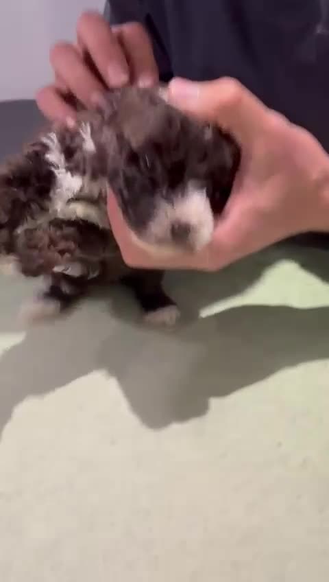 Cockapoo dogs for sale: 💛*COCKERPOO’S READY NOW in Cheshire*💛🏡 - Video 4