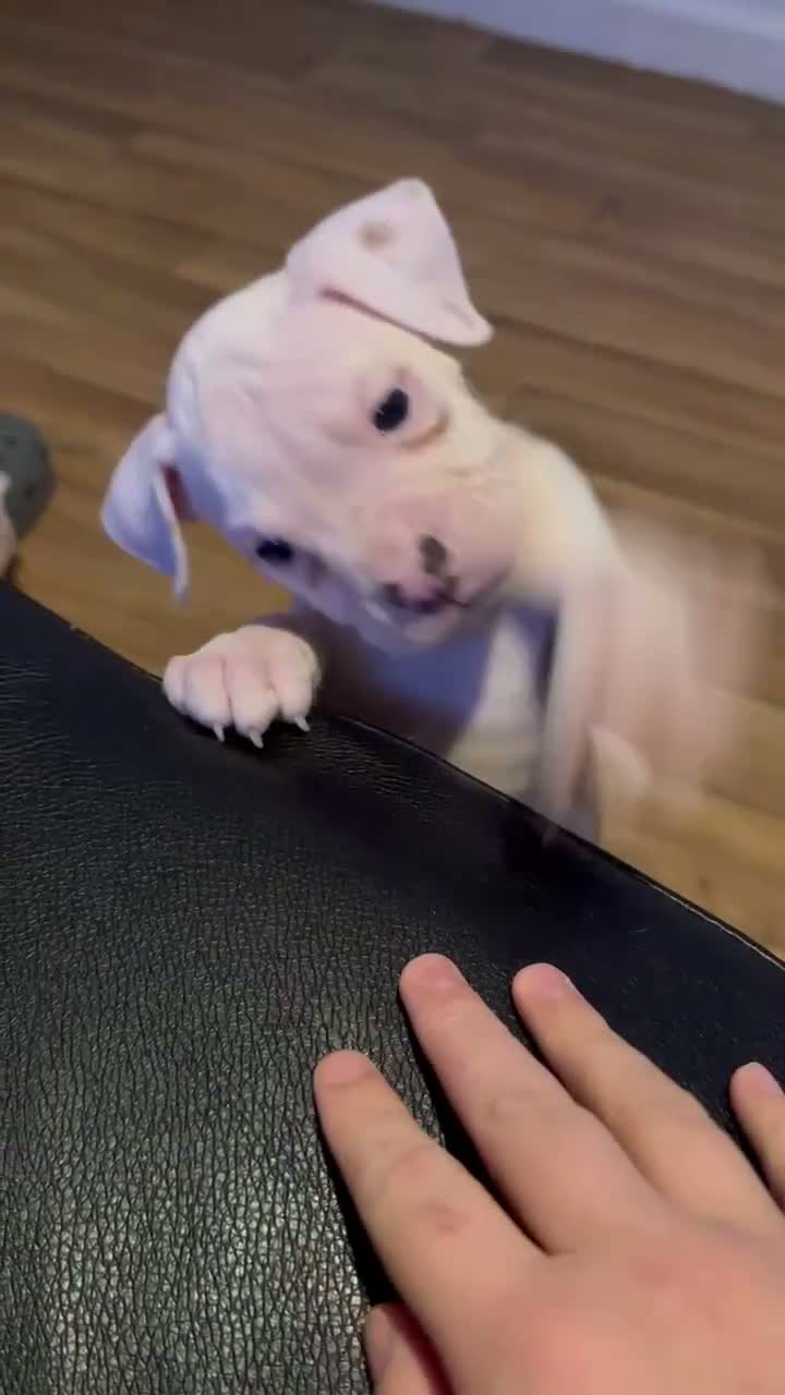 American Bulldog dogs for sale: NEBBR Papers!  - Video 1