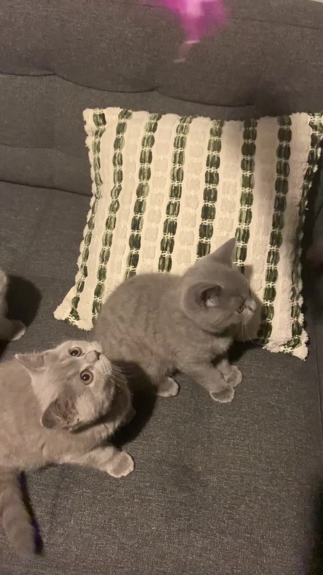 British Shorthair cats for sale: Active registered GCCF/TICA British Shorthair - Video 5
