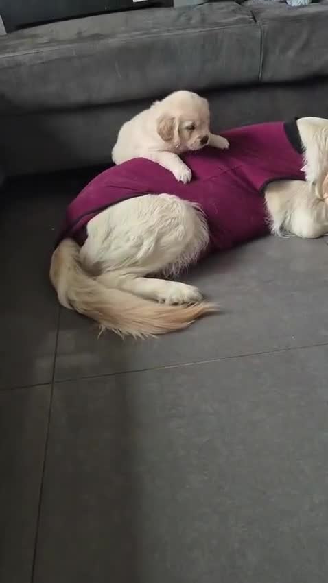 Golden Retriever dogs for sale: 3 girls and a boy ready around the 19th april  - Video 2