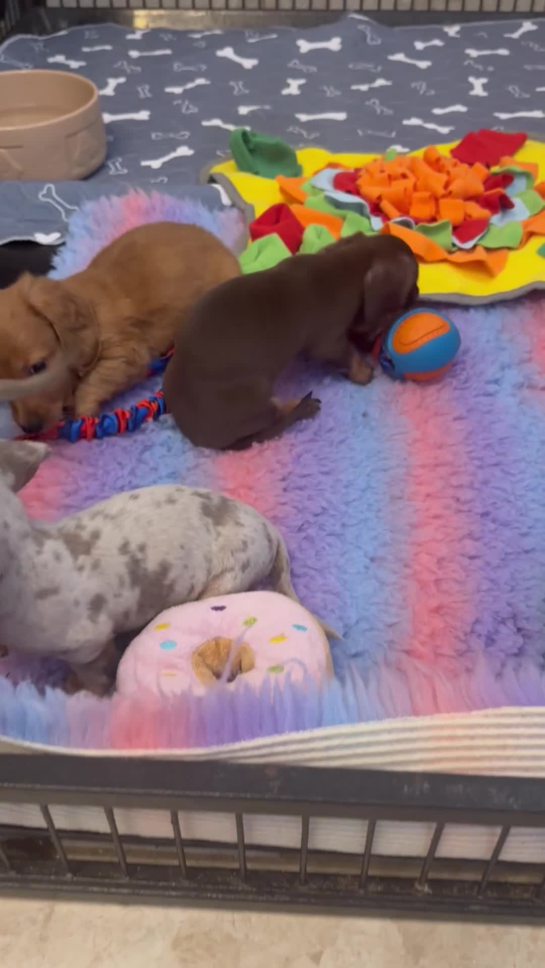 Miniature Dachshund dogs for sale: 5 ⭐ Licensed Breeder Miniature Dachshunds puppies - Video 2