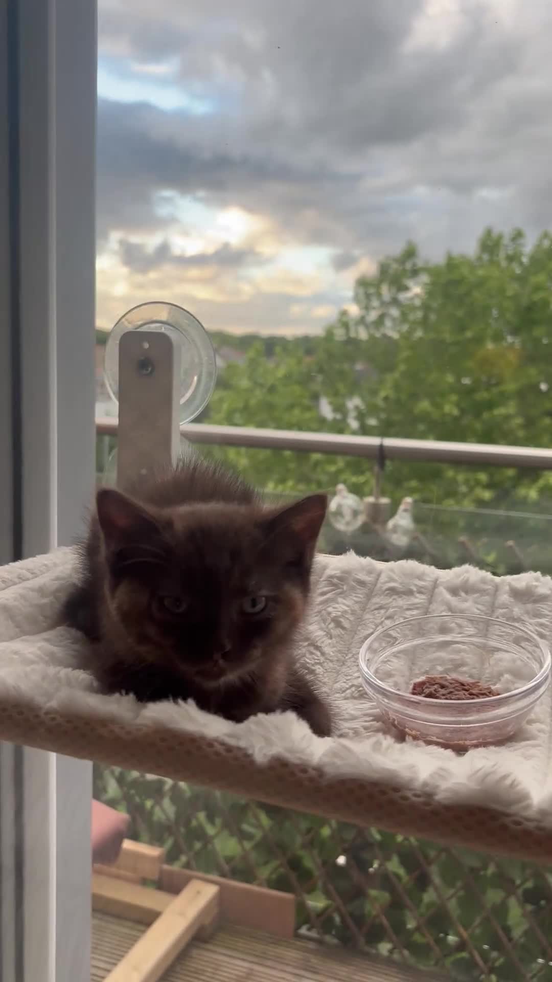 British Shorthair cats for sale: 🤎beautiful siberian x british shorthair kitten🤎  - Video 1